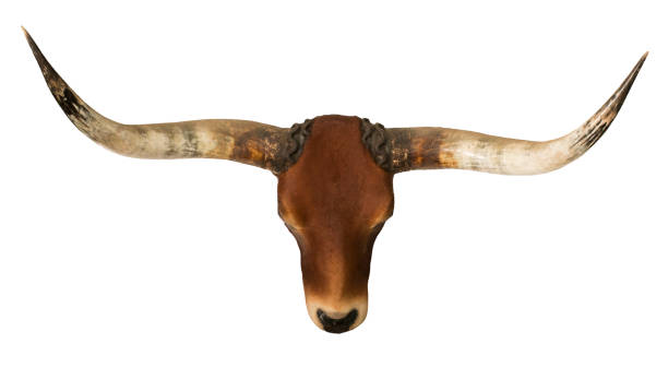 istock red bull head and horn isolated white background 891404560