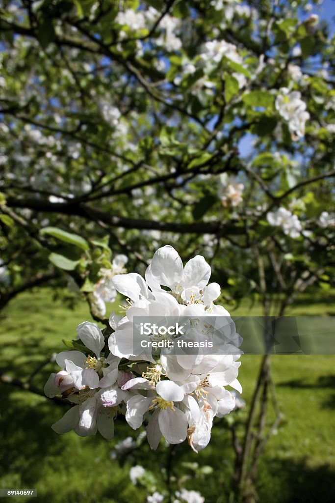 Flor de manzano - Foto de stock de Aire libre libre de derechos