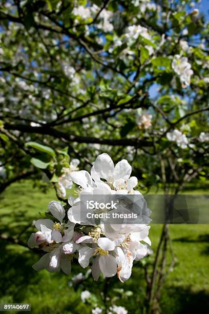 Flor De Macieira - Fotografias de stock e mais imagens de Ao Ar Livre - Ao Ar Livre, Beleza natural, Branco