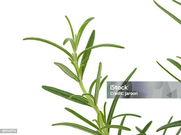 Rosmarin Stockfoto und mehr Bilder von Blatt - Pflanzenbestandteile - Blatt - Pflanzenbestandteile, Farbbild, Fotografie