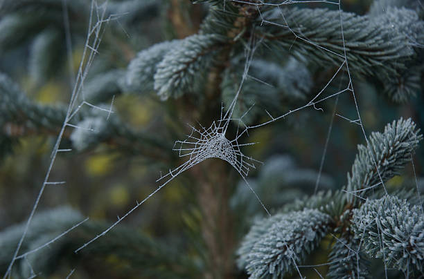 Frosted spider web stock photo