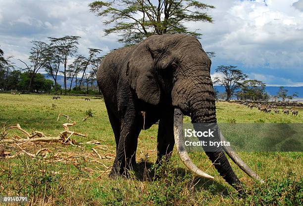 Elefante Africano Foto de stock y más banco de imágenes de Aire libre - Aire libre, Animal, Animales de Safari