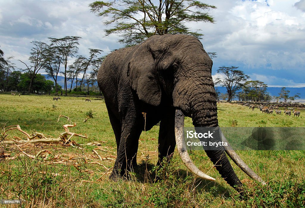 Éléphant d'Afrique - Photo de Afrique libre de droits