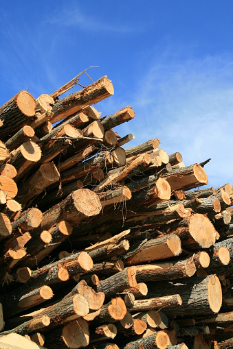 Pile of Logs with blue sky