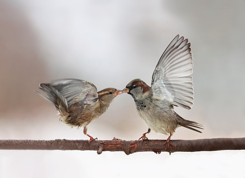couple of cute little birds sparrows arguing on the branch flapping wings and beaks locked together