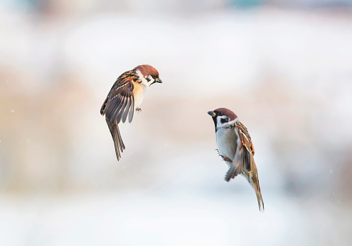 two cute little Sparrow birds flying in the air and spread their feathers and wings