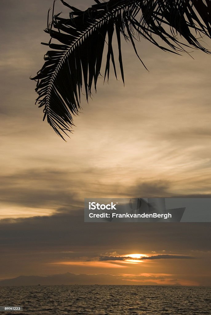 Pôr do sol atrás de uma folha de palmeira. - Foto de stock de Amarelo royalty-free