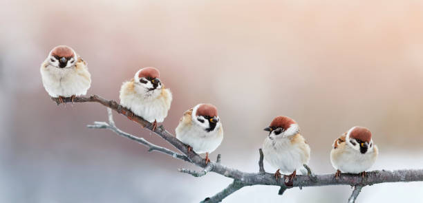 five funny little birds sparrows sitting on a branch in winter garden, hunched five funny little birds sparrows sitting on a branch in winter garden, hunched sparrow photos stock pictures, royalty-free photos & images