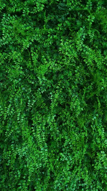 Photo of Fack Plastic Vertical garden with tropical green leaf, contrast