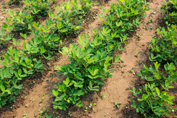 Green peanut field growth in farmland