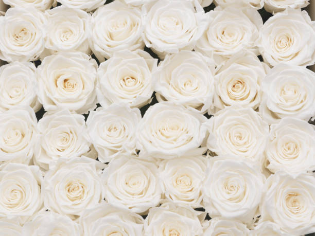 istock various colors of roses in rows background 891416150