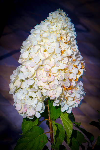 istock white hydrangea flowers tender romantic floral background 891418662