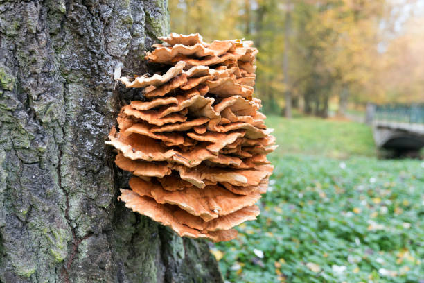 Laetiporus sulphureus mushroom
