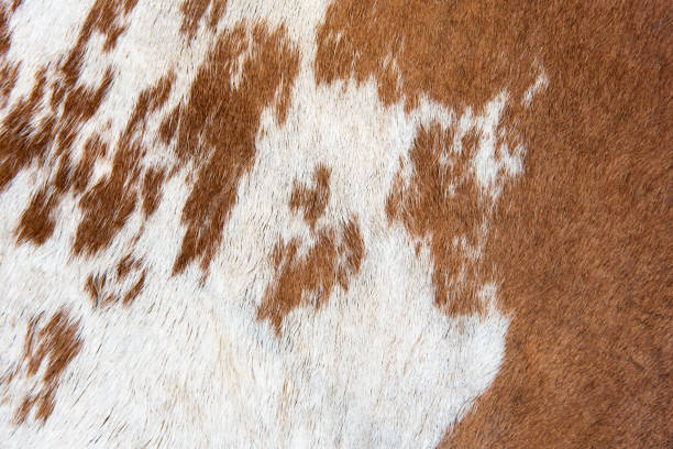 istock White and brown Cow skin texture and background 891419244