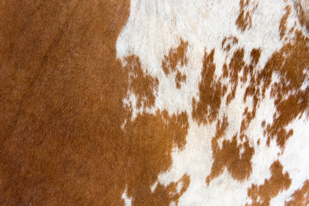 istock White and brown Cow skin texture and background 891419394