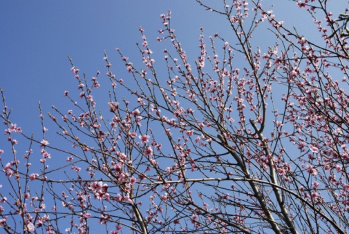 Blooming spring apple tree branch with white flowers in garden against bright blue sky spring natural background photo. Design template with copy space. Springtime blossom season gardening concept.