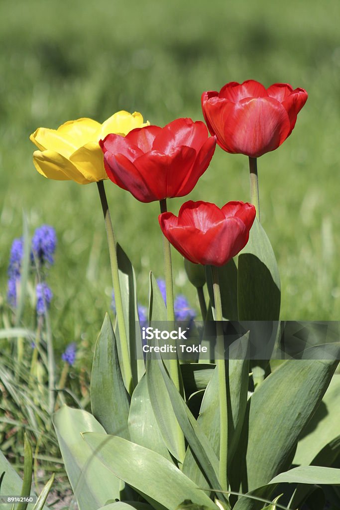 Tulpen Im Garten - Lizenzfrei Blatt - Pflanzenbestandteile Stock-Foto