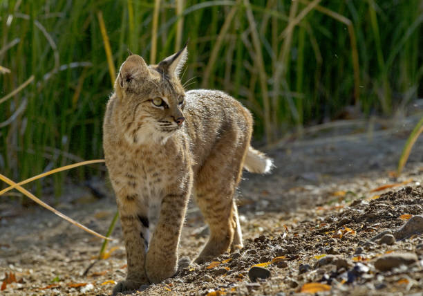 Beautiful wild bobcat pivots and shifts attention with wide, golden eyes.  Location is Sweetwater Wetlands in Tucson, Arizona, in Sonoran Desert.