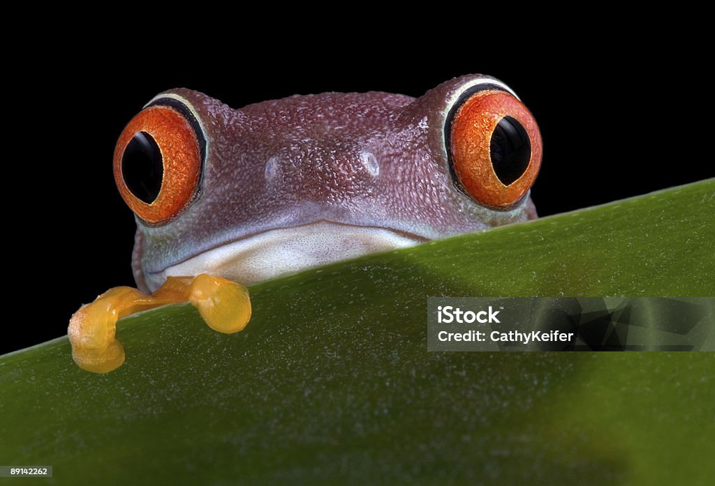 Rotaugenlaubfrosch Spähen - Lizenzfrei Amphibie Stock-Foto