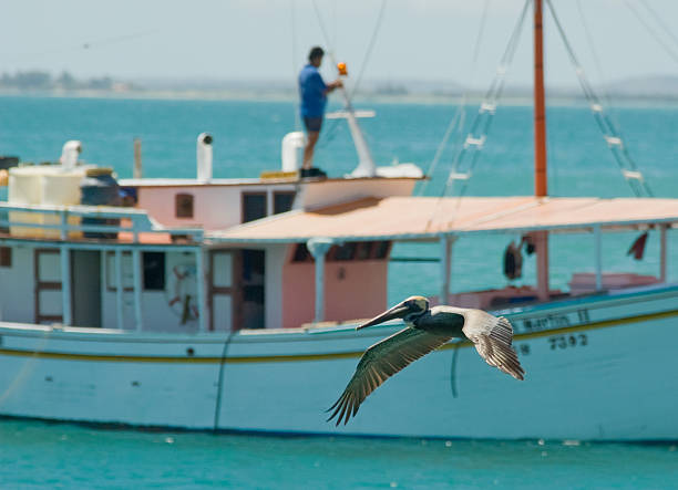 Two pelican birds perched on front end of empty colorful fishing boat docked at sea harbor off the coast of tropical rural village. Countryside scene in Caribbean coastal town on clear summer morning.