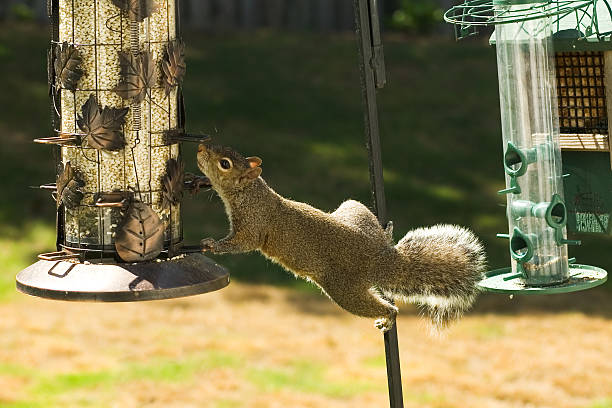 Squirrel Scavenging For Food stock photo