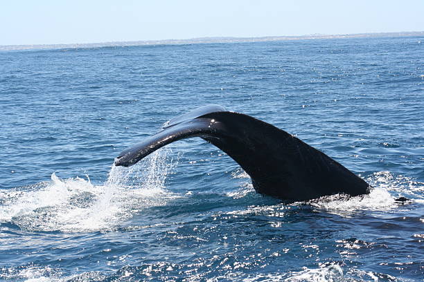 クジラの尾 - nautical vessel journey diving flipper ストックフォトと画像