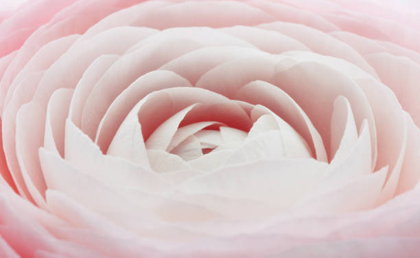istock Beautiful ranunculus for background, beautiful spring flower, vintage floral pattern, macro 891429344