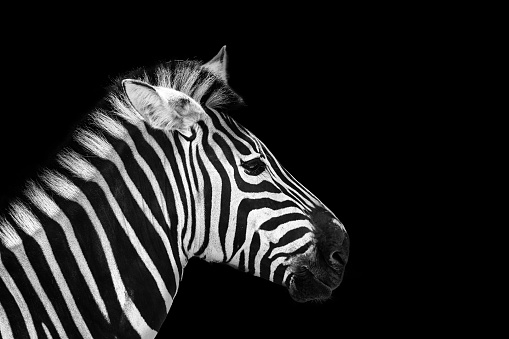 Zebra in the park with two alternating black and white makes the breast more powerful, powerful with a mane stood ready to fight in the wild, these animals should be preserved in the world