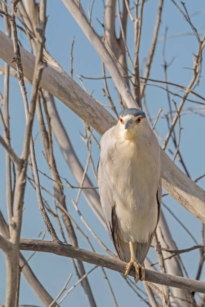 istock Bird night heron hunting from tree branch perch at wetlands 891429504