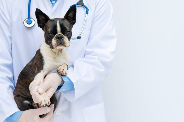 medico veterinario che tiene ed esamina un cucciolo di boston terrier - vet veterinary medicine puppy dog foto e immagini stock