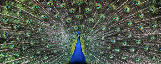 istock Portrait of beautiful peacock with feathers out 891429754
