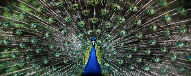 The peacock spreads its tail.