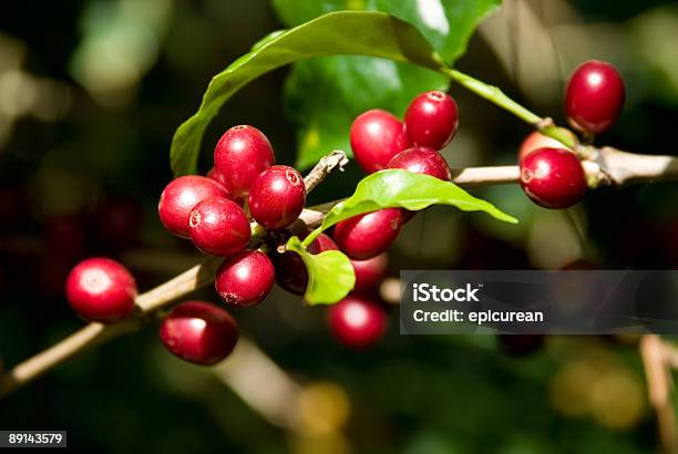 Foto de South American Café e mais fotos de stock de Grão de café verde - Grão de café verde, Vermelho, Café - Colheita