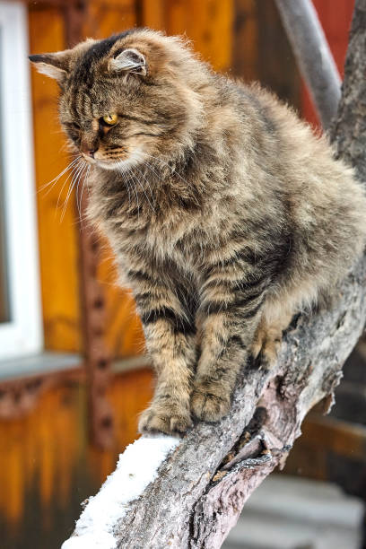 istock Purebred siberian cat look down on snowy tree 891436872