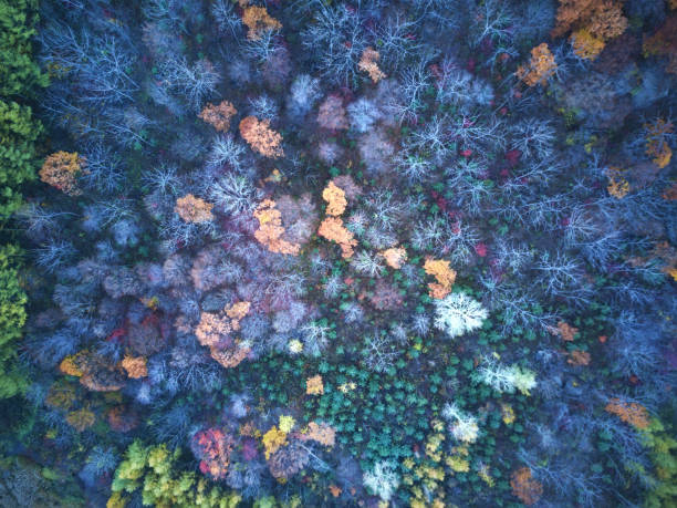 istock forest color in the autumn 891437166