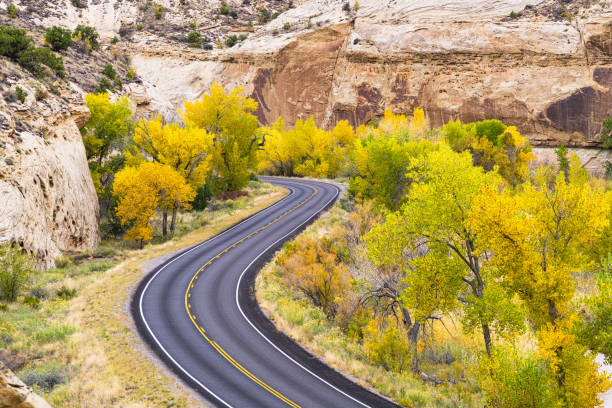 Curve in Road Fall Colors and Red Rock Canyons Capitol Reef Fall Colors and Red Rock Canyons - Scenic view with peak fall colors in Capitol Reef National Park, Utah USA. capitol reef national park stock pictures, royalty-free photos & images