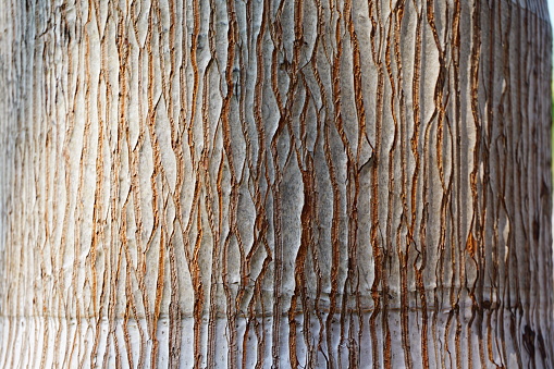 Material, Plant, Wood - Material, Thailand, Abstract