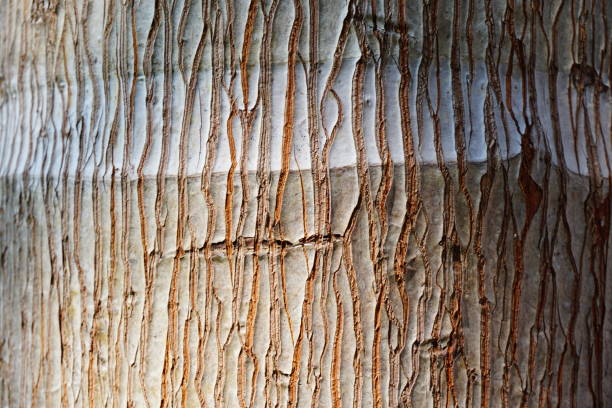 istock Piece of old wood 891441044