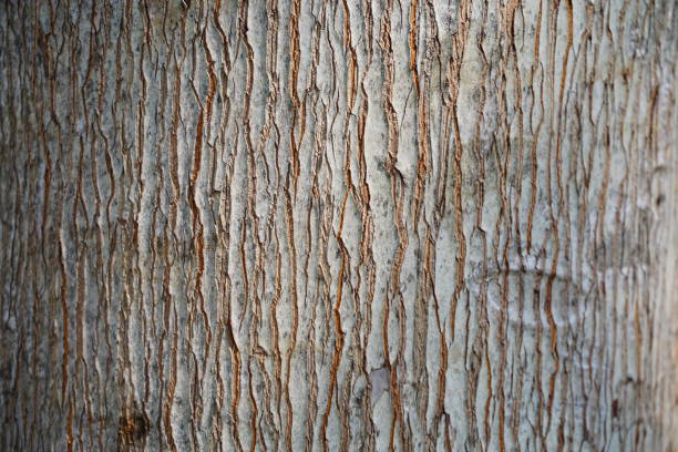 istock Piece of old wood 891441088