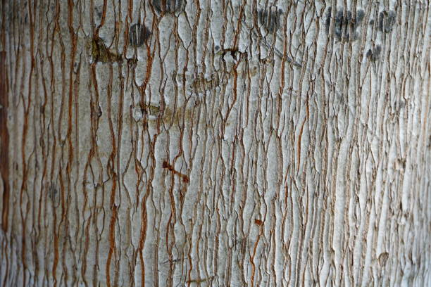 istock Piece of old wood 891441136