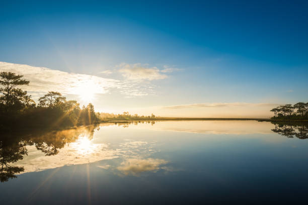 istock Fog rises over Marsh Lake at sunrise in Pine forest 891441154