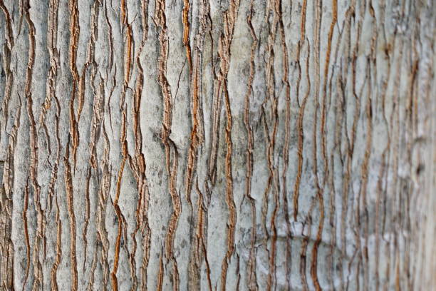 istock Piece of old wood 891441204