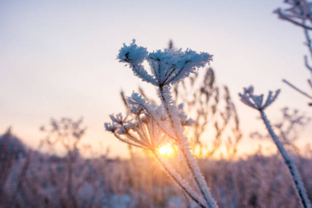istock winter snowy forest landscape with, road 891444716