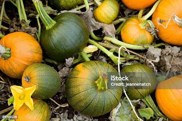 Świeże Veggies - zdjęcia stockowe i więcej obrazów Bez ludzi - Bez ludzi, Dynia, Fotografika