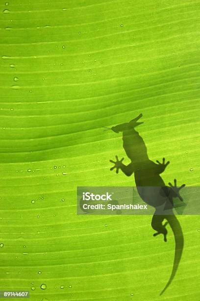 Gecko Sylwetka - zdjęcia stockowe i więcej obrazów Abstrakcja - Abstrakcja, Bez ludzi, Bliskie zbliżenie