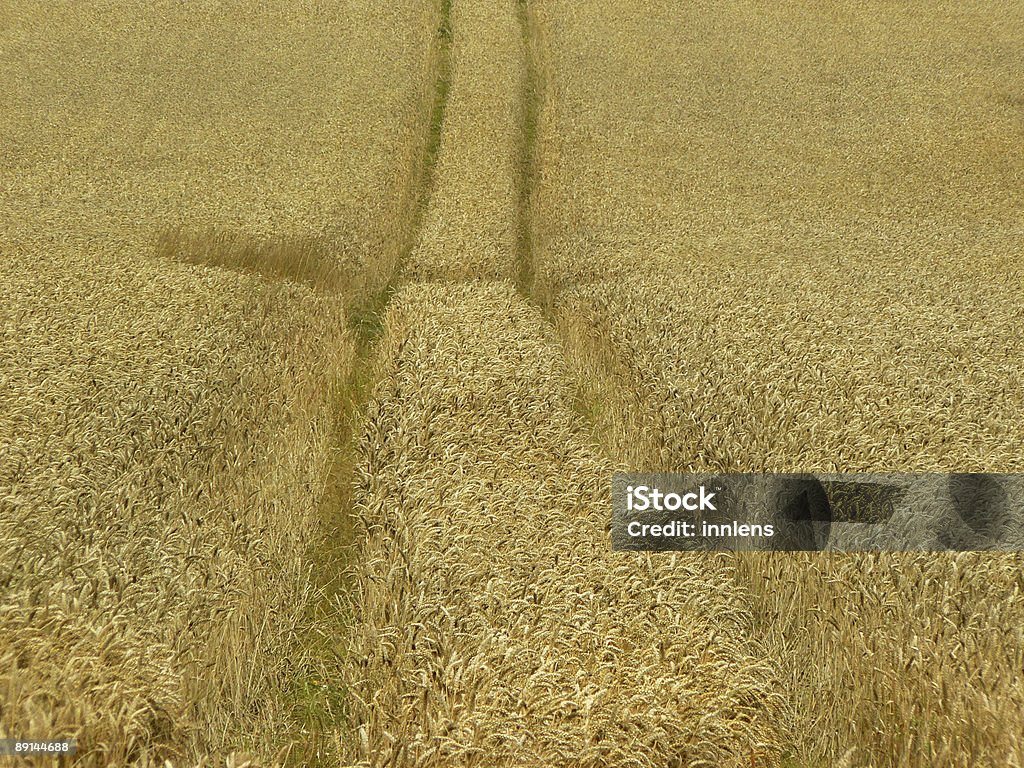 Wheattrack - Foto de stock de Agricultura libre de derechos