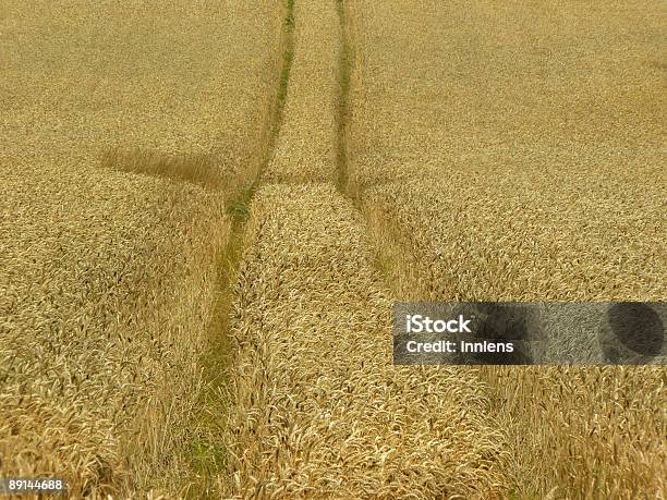 Wheattrack - Fotografie stock e altre immagini di Agricoltura - Agricoltura, Ambientazione esterna, Biologia