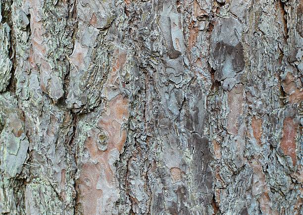 Textura de pino de corteza - foto de stock
