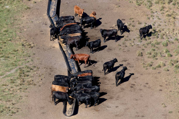 istock Aerials of cows 891451508