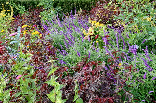 istock Wildflowers and Lush Foliage 891452060